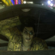 Illustration for article titled iYakuza - /iDoing Stupid Things Very Seriously